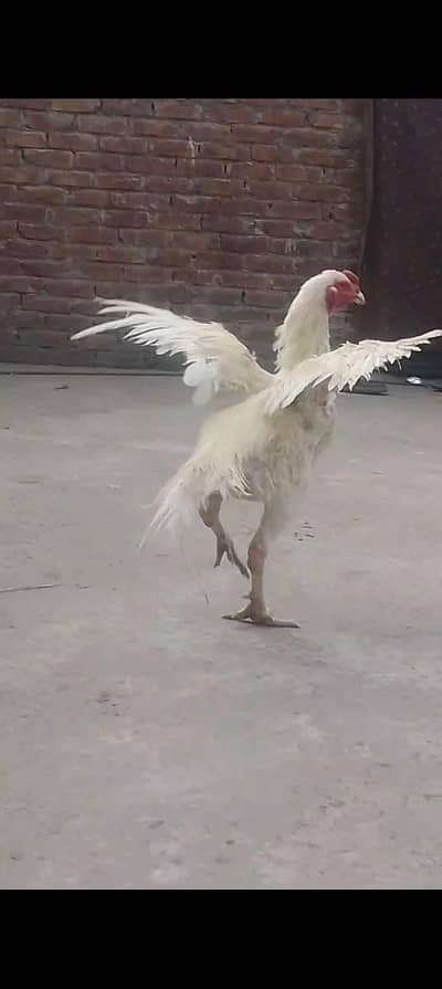 shamo Hera crose patha