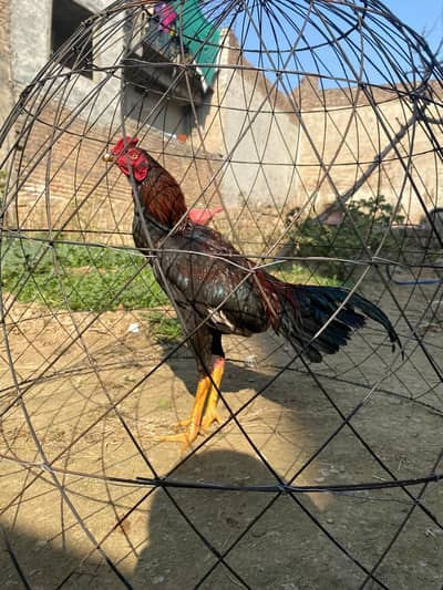 Aseel Lakha For Sale