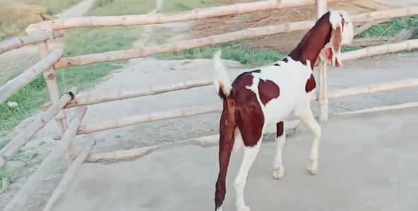 Bakra for sale call number:_03291198926