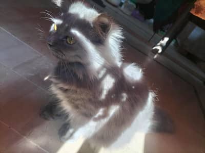 persion cat tripple coat