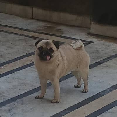 Pug dogs Pair for Sale  _ trained and documents