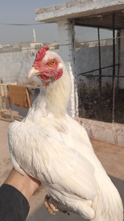 Heera patha for sale