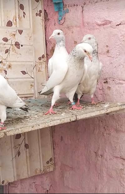 big pairs and pigeon 13 piece pure resulted bachy for sale