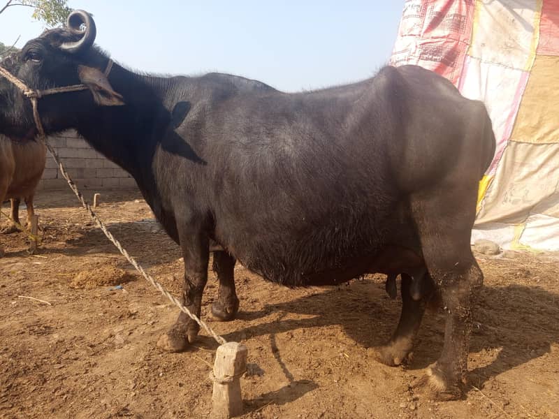 ایک عدد گبن تیار بھینس بیچنی ہے 0