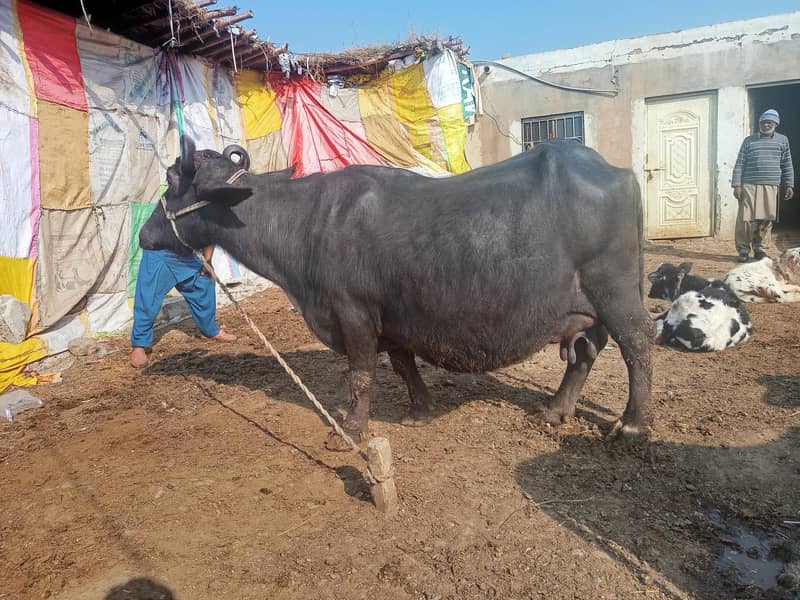ایک عدد گبن تیار بھینس بیچنی ہے 1