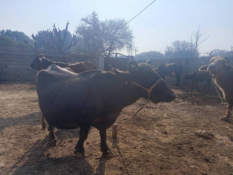 ایک عدد گبن تیار بھینس بیچنی ہے 3