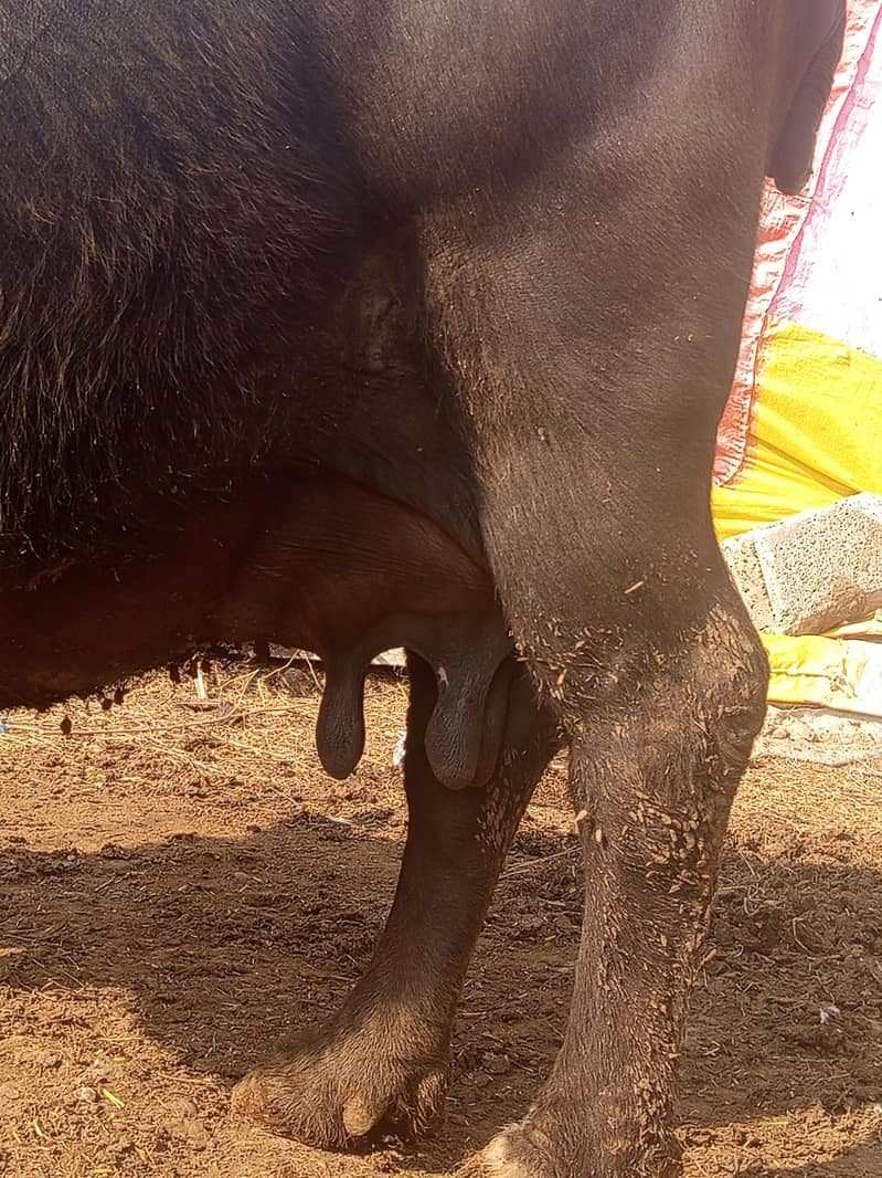 ایک عدد گبن تیار بھینس بیچنی ہے 4