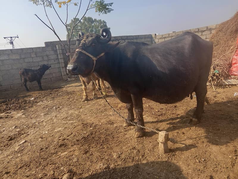 ایک عدد گبن تیار بھینس بیچنی ہے 5