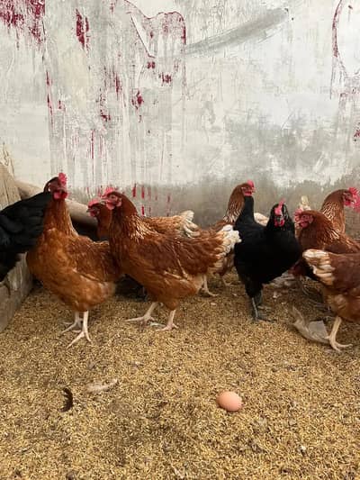 Lohman brown & black egg laying femels | Hens for Sale–High Productio