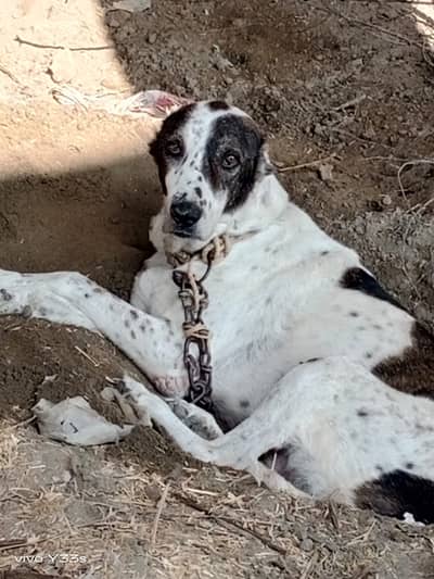 Alabai dog big size male