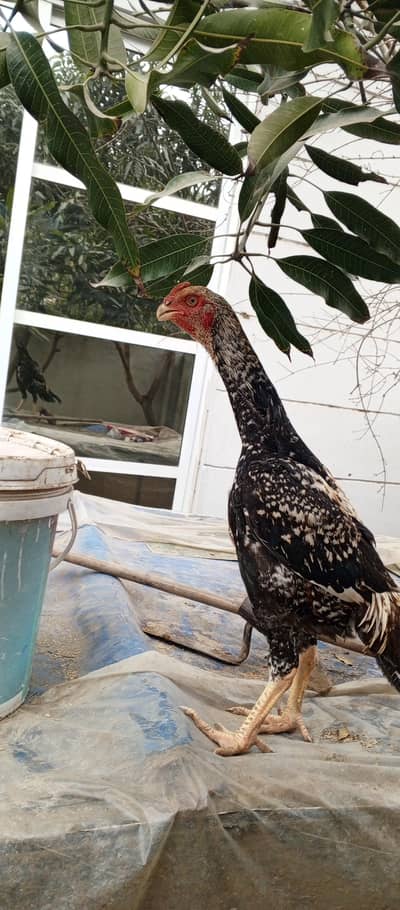 parrot beak shamo cross mail chiks or  Turkish hint chiks