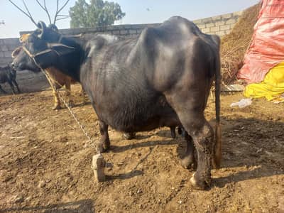 3rd timer tayar bhens 8 10 din leti hai