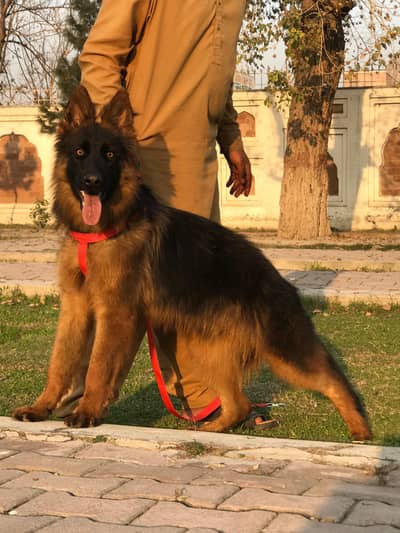 propar long cute gsd mail confirm breedar shuw quality for sale