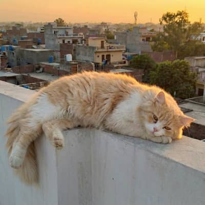 Double Coated | Semi Punch Face | Fluffy Prince.