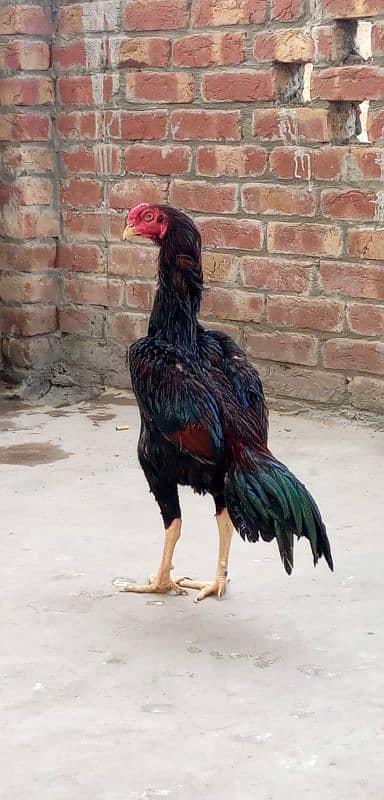 Thai Panas full long hight Pattha Thai pakoi full long hight murgi