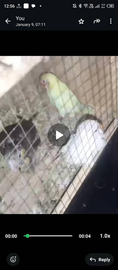 cocktail hand tame chicks near to self best age for hand tame