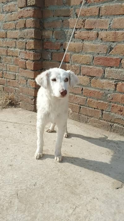 pista cross female 03197466703