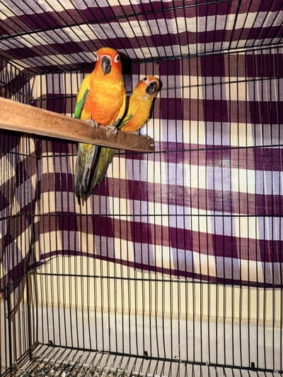 sunconure pair