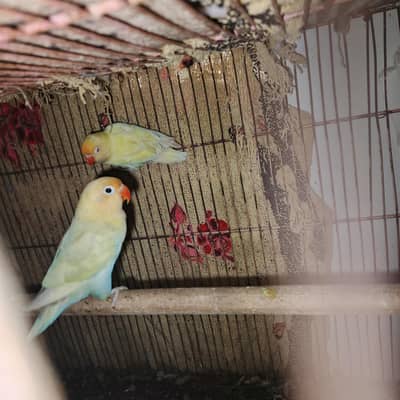 parblue oplin pestle ino female and creimino male pair for sale