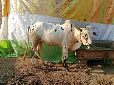 Dhani Bull/Wacha/گائے/Desi bull | katta| bull for sale