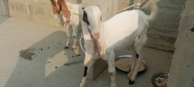 goat bakra