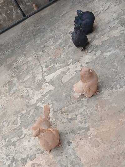 yellow and black American breeder pair 3044349027