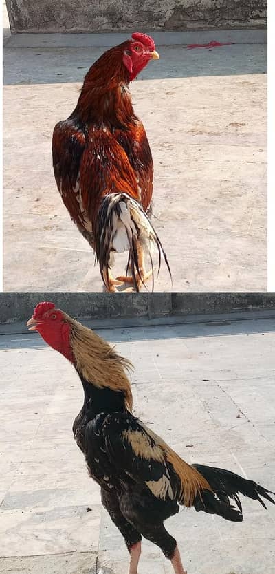 2 Murgha for sale/White Jawa Murgha / salita Murgha