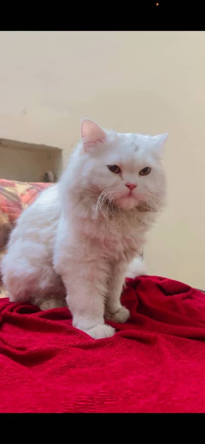 Homly Persian Cat double coated