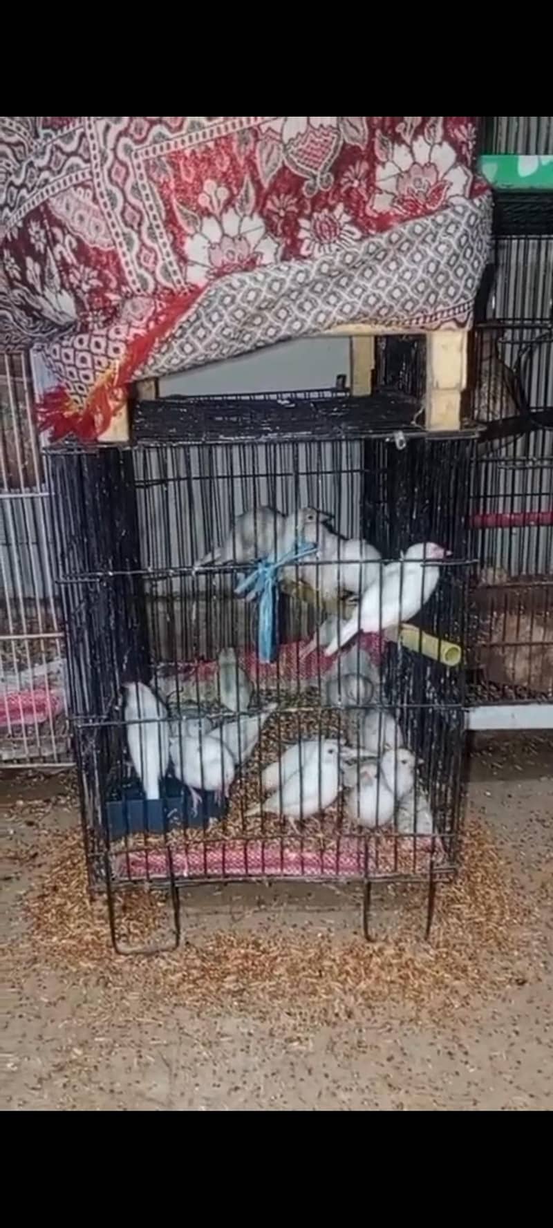 Fawn java And White java pathay+Adult Piece 2