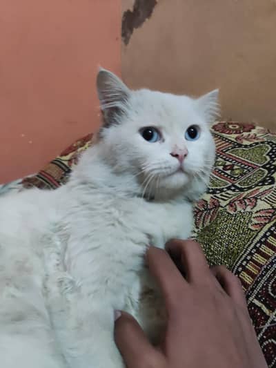 white persion male bule buestifull  eyes