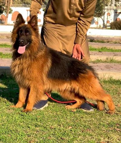 import class long coat male for sale