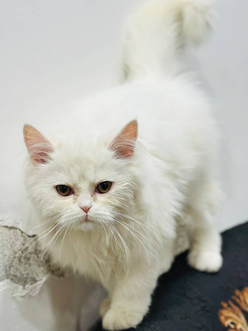 persian cat 0