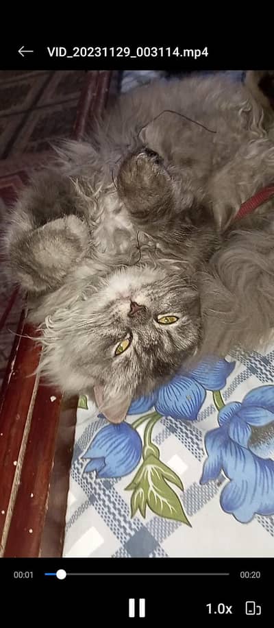 grey fur Persian cat