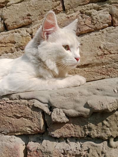 03052174110 contact number