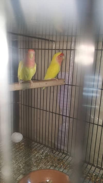 Comon Latino With Chicks