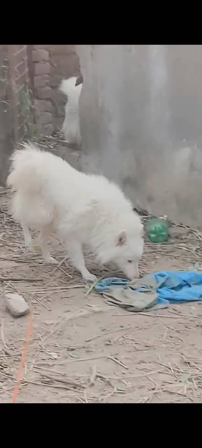 Stud Russian Long Coat Male