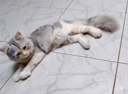 Persian cat female triple coat long hair