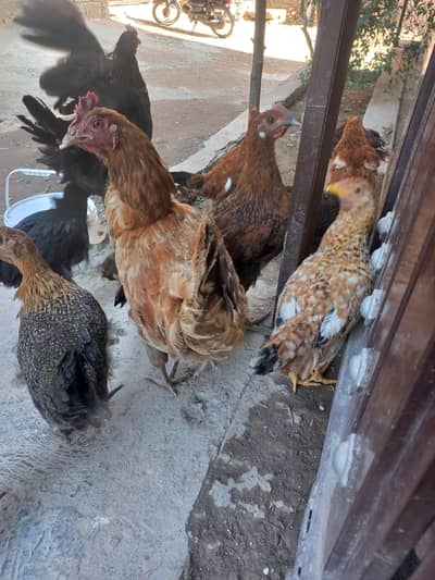 3 months desi chooza for sale (home breed)