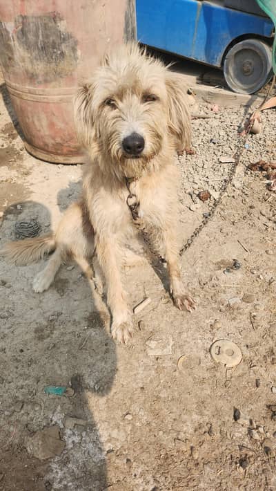 mix breed dog available for sale