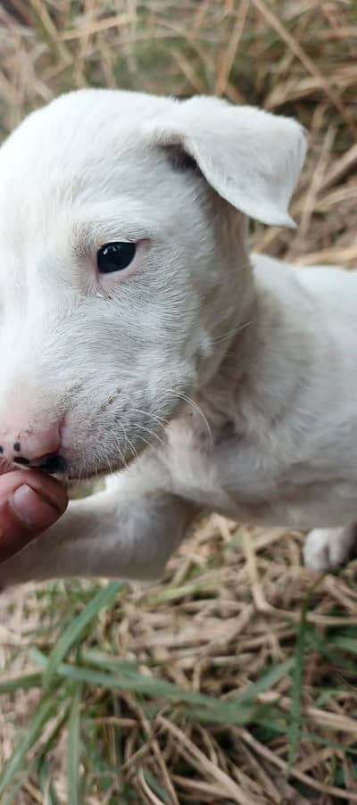 russian dog male pupy