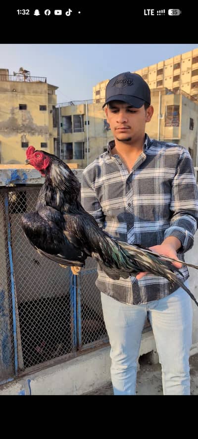 high quality lassani