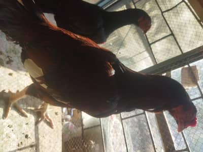 buhat myri janwar hin aseel