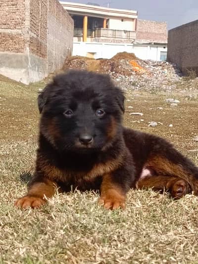German shepherd | male Puppy | Dog for sale | Long coat
