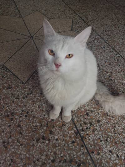 white  colour and litter trained