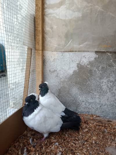 Fancy pigeon / Black mask nun pigeons pair/ breeder /کبوتر
