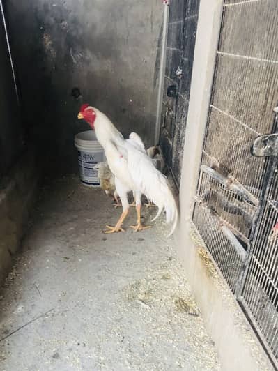 Shamo | white shamo | aseel shamo | german shamo | white shamo breader