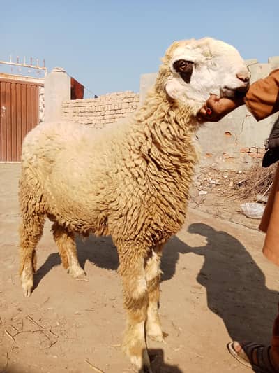 male sheep for sale