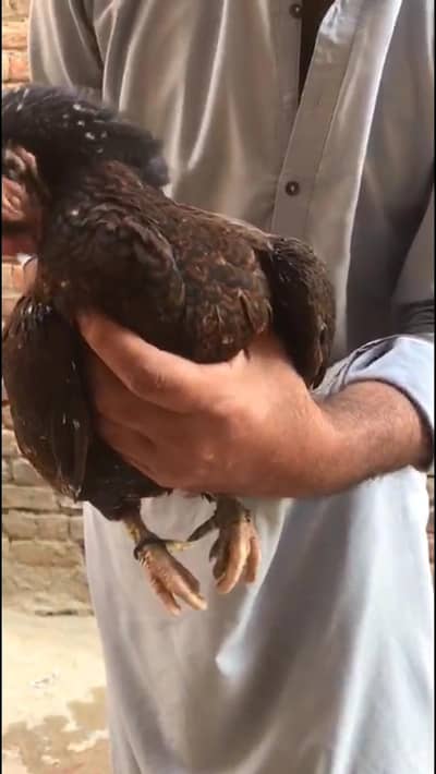 aseel Amroha WhatsApp number 342 4161764