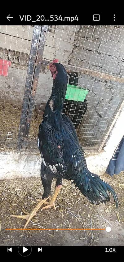 king size shamo  aseel pair