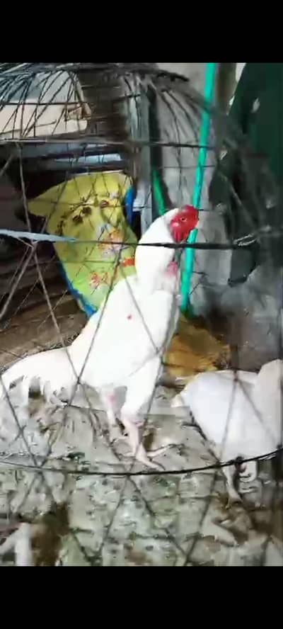 heraa asell egg for sell fotail 